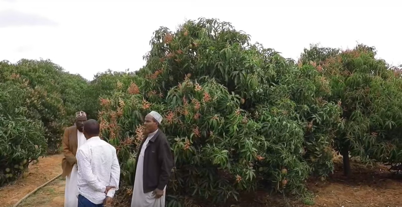 JUFA Multipurpose Farm Emerges as Climate-Smart Agriculture Model in Wajir County